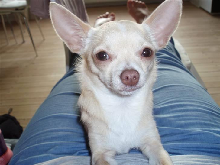 Chihuahua Alma - how are YOU doing billede 10