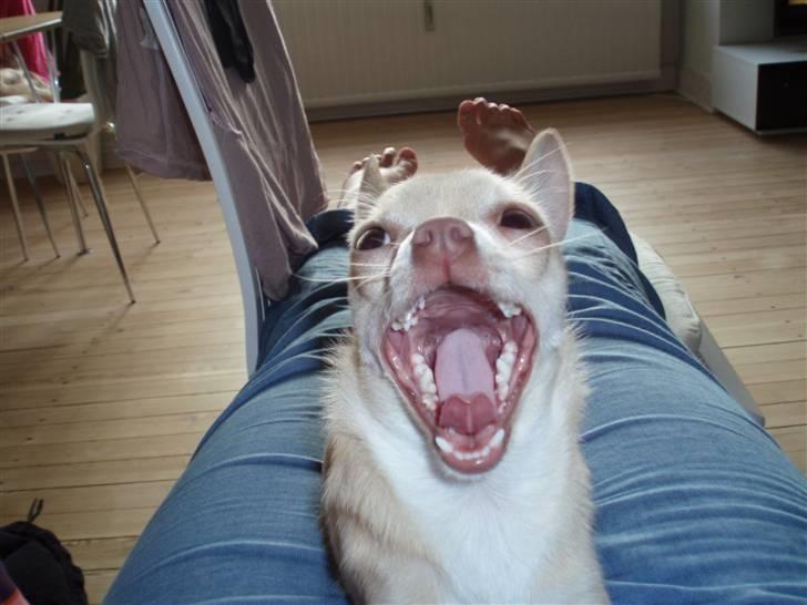 Chihuahua Alma - La la LAAA billede 11