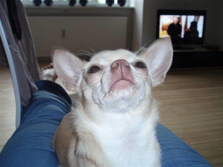 Chihuahua Alma billede 12