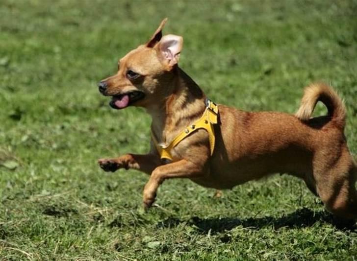 Blanding af racer Chihuahua/Dværgpinscher *~ Paya ~* R.I.P - Fuld fart frem!! :D billede 17