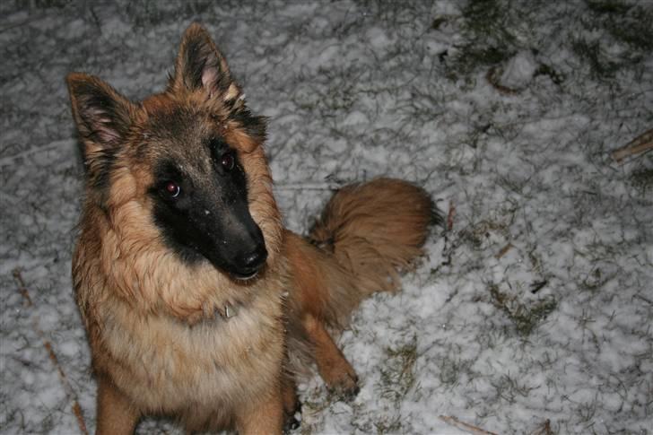 Belgisk hyrdehund Flicka - Den første sne 2009 billede 6