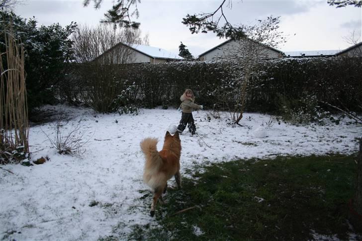 Belgisk hyrdehund Flicka - Aflever så den snebold pige.. billede 7