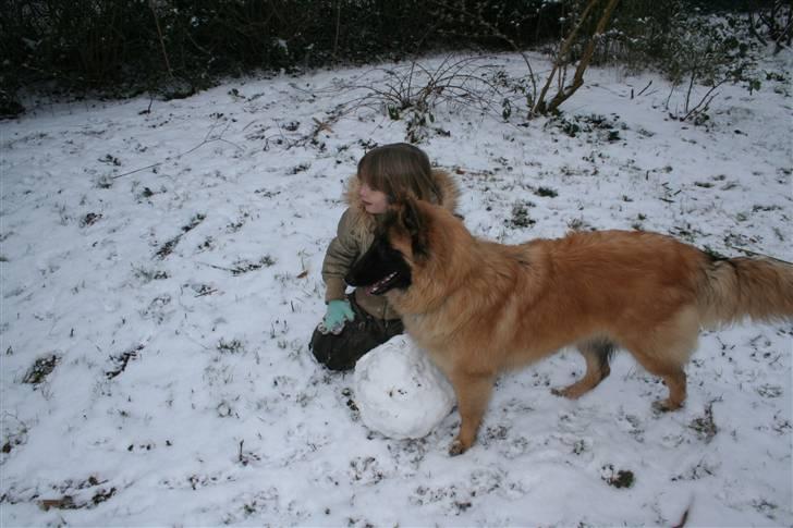 Belgisk hyrdehund Flicka - "se der: kig kig..." og slip den snebold... billede 8