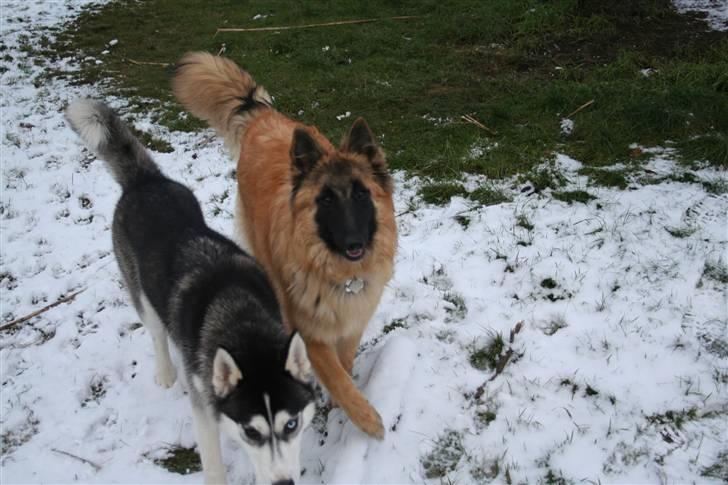 Belgisk hyrdehund Flicka - Partners in crime... billede 9