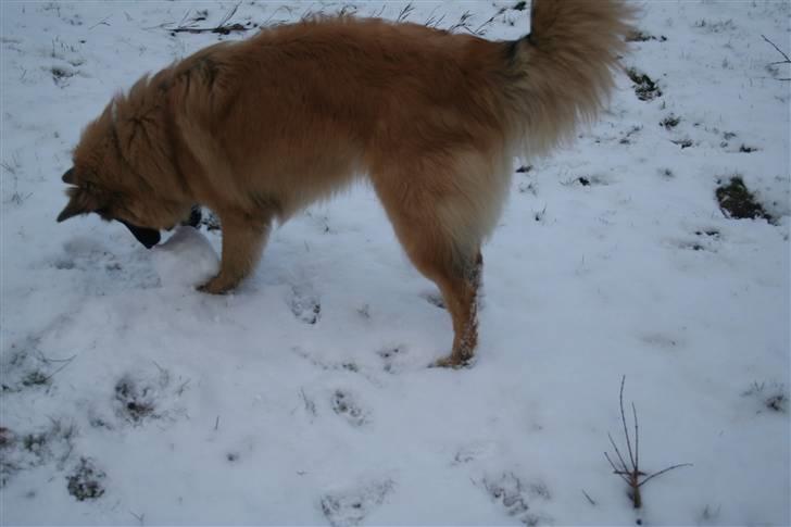 Belgisk hyrdehund Flicka - Hihihi dumme pige...der fik jeg din snebold... mmmm snebold -jeg elsker dig! billede 10