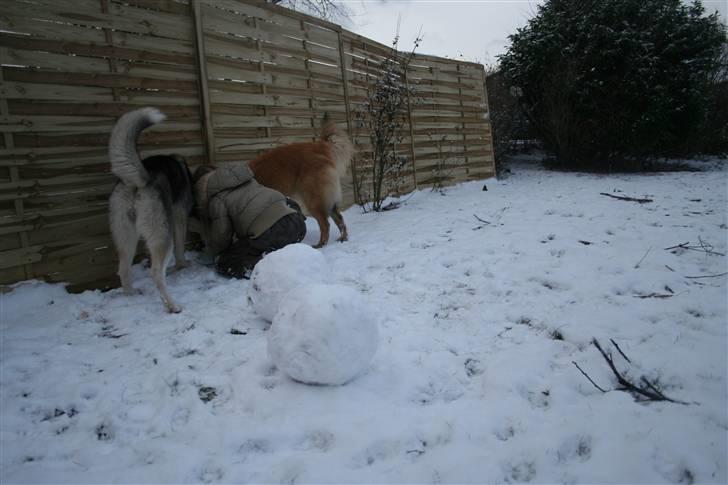 Belgisk hyrdehund Flicka - "Hvad siger I, er der GULD her?" 3 dejlige numere lige i vejret... billede 11