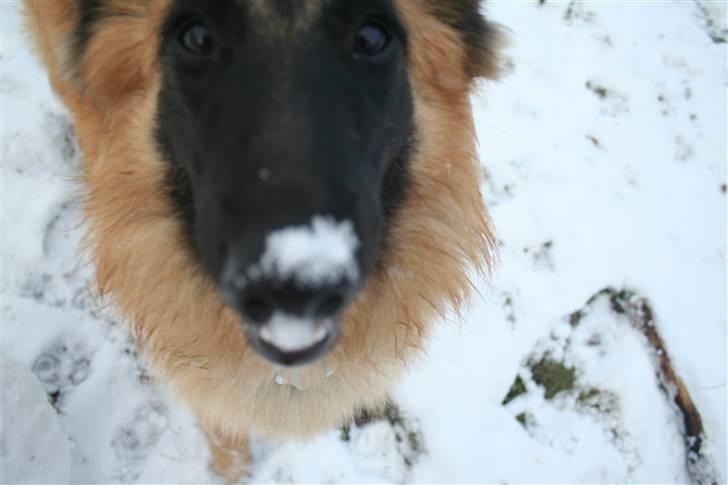 Belgisk hyrdehund Flicka - "Har jeg noget på snuden? Nej? Godt, tak." billede 12