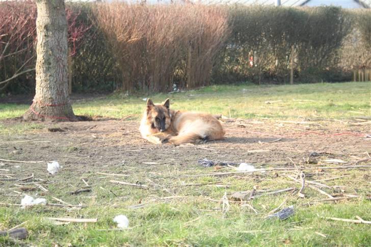 Belgisk hyrdehund Flicka - Flicka nyder den tidlige forårssol... billede 14