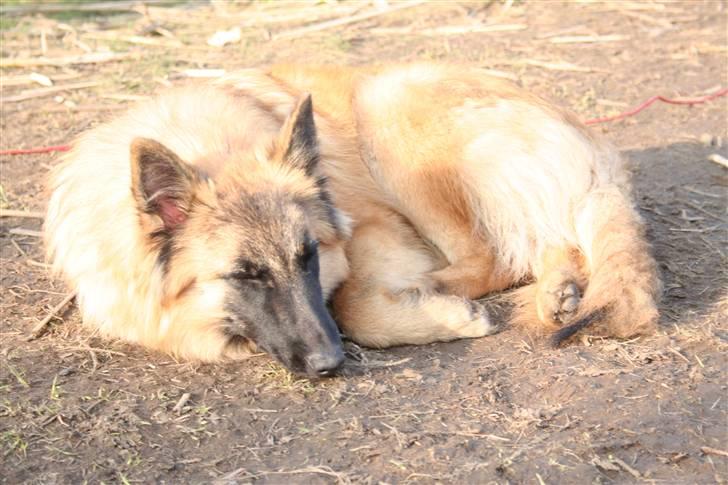 Belgisk hyrdehund Flicka - ... Behøver vidst ingen beskrivelse. billede 15