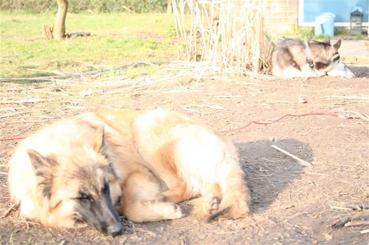 Belgisk hyrdehund Flicka billede 16