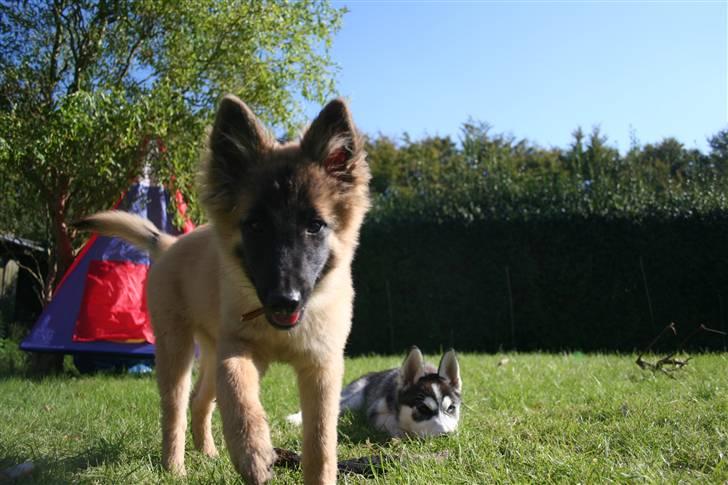 Belgisk hyrdehund Flicka - Sidst august/start sept. billede 17