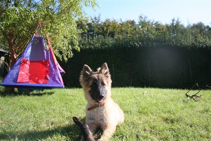 Belgisk hyrdehund Flicka - Sidst august/start sept. billede 18