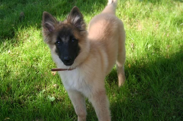 Belgisk hyrdehund Flicka - Sidst august/start sept. billede 19