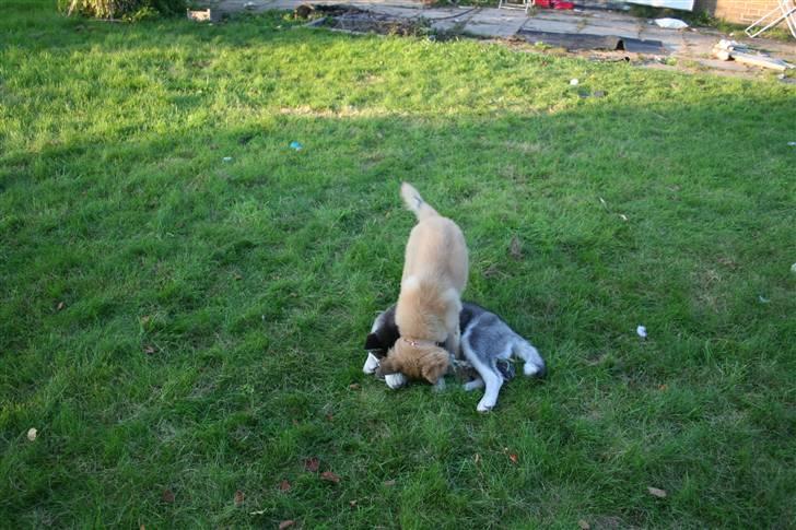 Belgisk hyrdehund Flicka billede 20