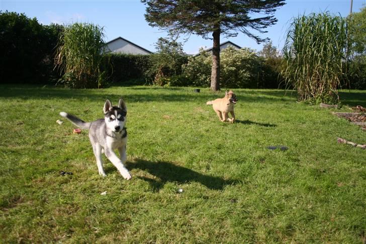 Siberian husky Naquita - "Ja, mor...du kaldte?" billede 7