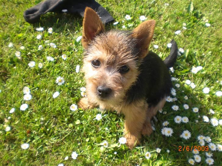 Norwich terrier Berta billede 6