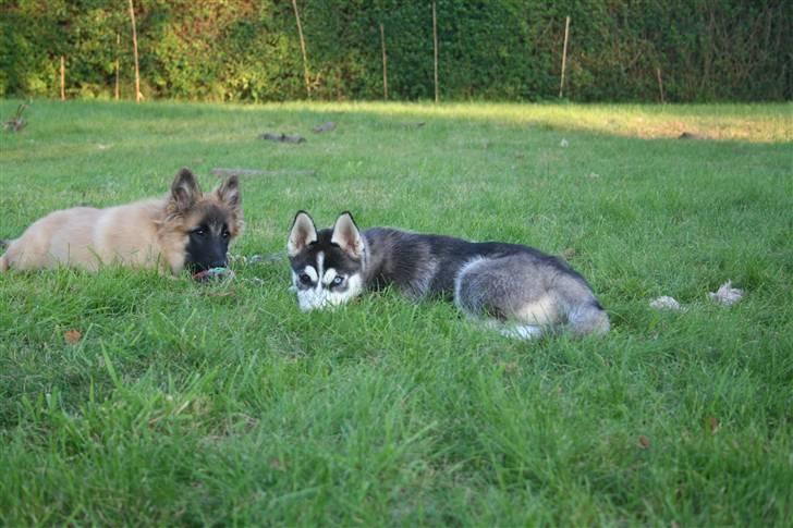 Siberian husky Naquita - "OS? Vi laver ikke noget..." billede 9