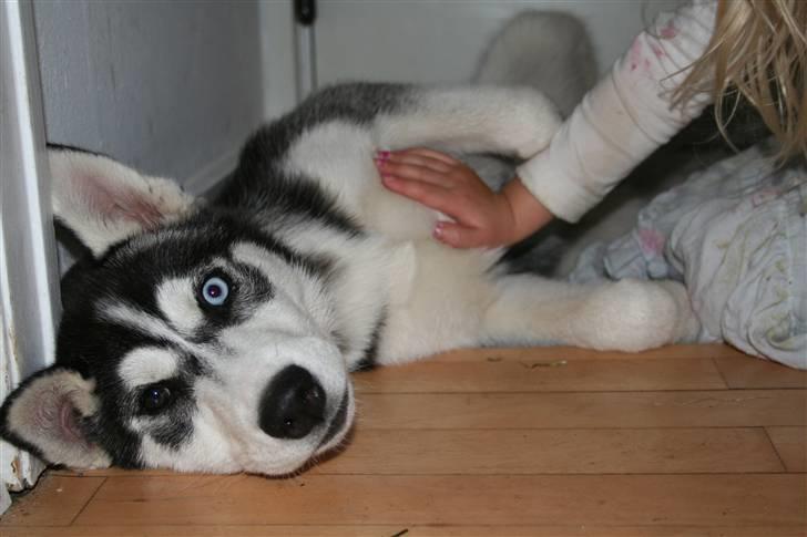 Siberian husky Naquita - Uh det er dejligt når nogen har tid til at nusse mavsen... billede 12