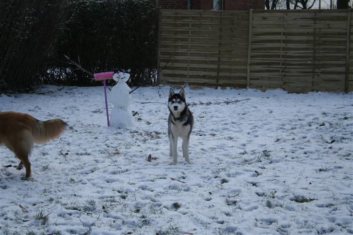 Siberian husky Naquita - "Hej mor, jeg står bare her ved siden af min ven og...kigger..." billede 16