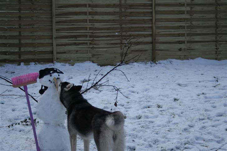 Siberian husky Naquita - "Uh den dufter eller dejligt, hvorfor mener mor der er hendes?" billede 17