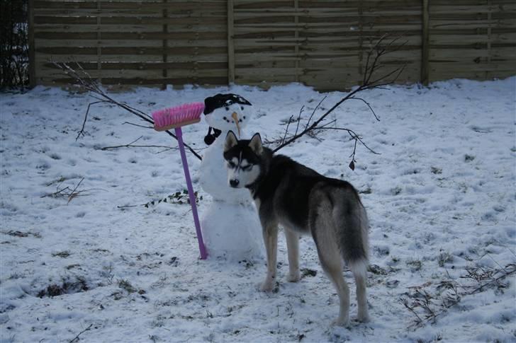 Siberian husky Naquita - "Jeg kigger bare sagde jeg...gør ingenting"  billede 18