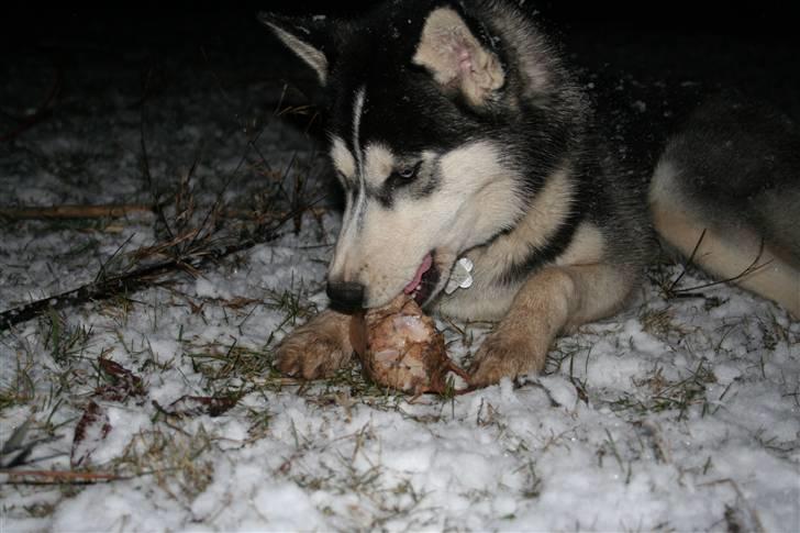 Siberian husky Naquita - En husky i sit rette element. Et ben i sneen er bare livet... billede 20