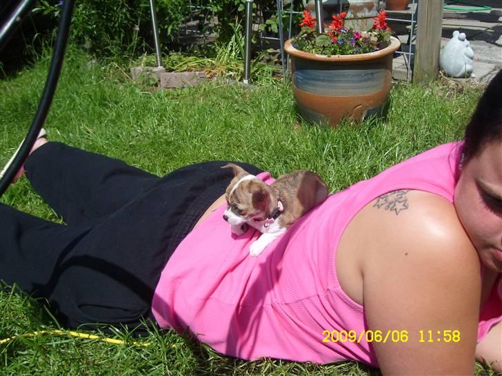 Chihuahua Micha RIP billede 9