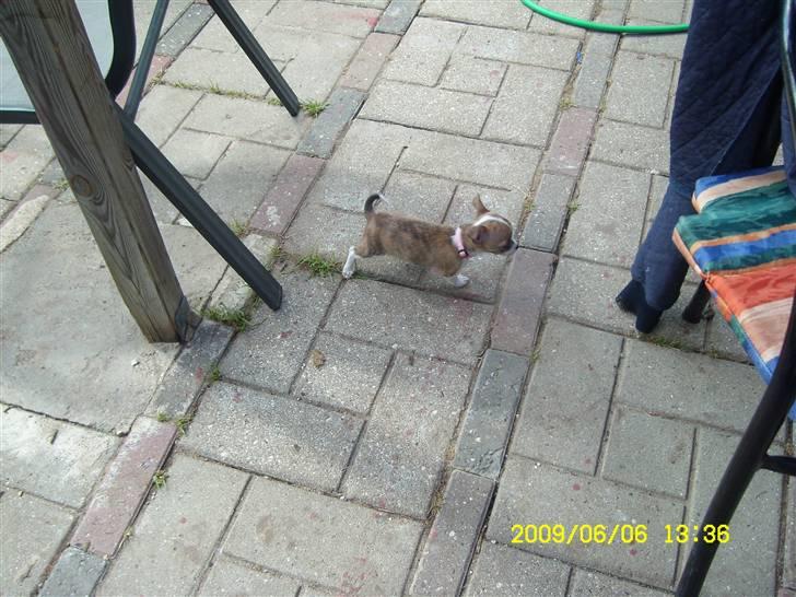 Chihuahua Micha RIP billede 10