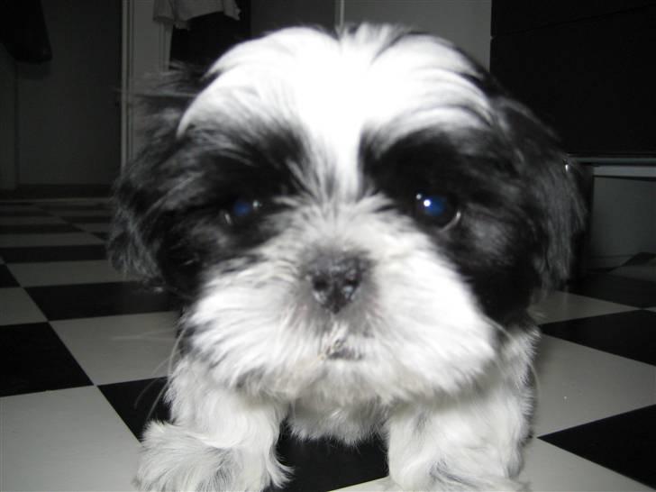 Shih tzu Kalle - Hej med jer :) billede 1