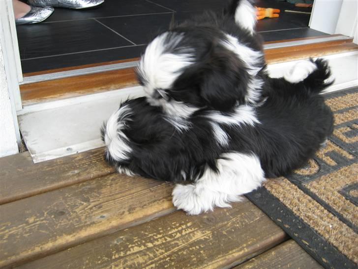 Shih tzu Kalle - Leg med min bror :) billede 2