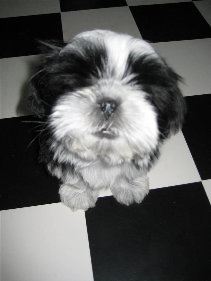 Shih tzu Kalle billede 4