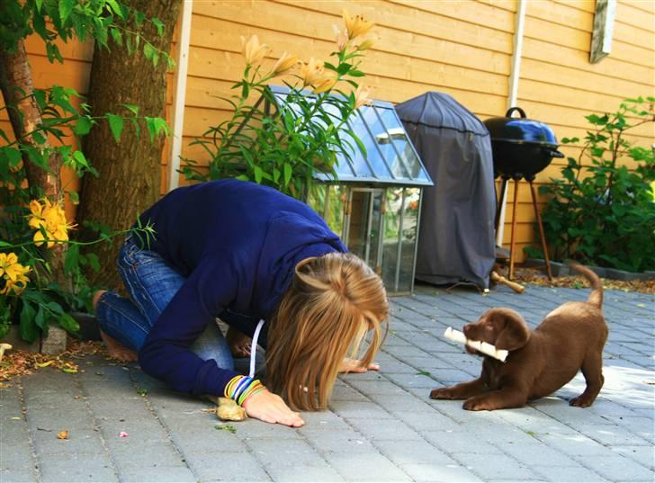 Labrador retriever Maggi - Mig og Maggi der leger i gården<3 (for første gang) :´) billede 9