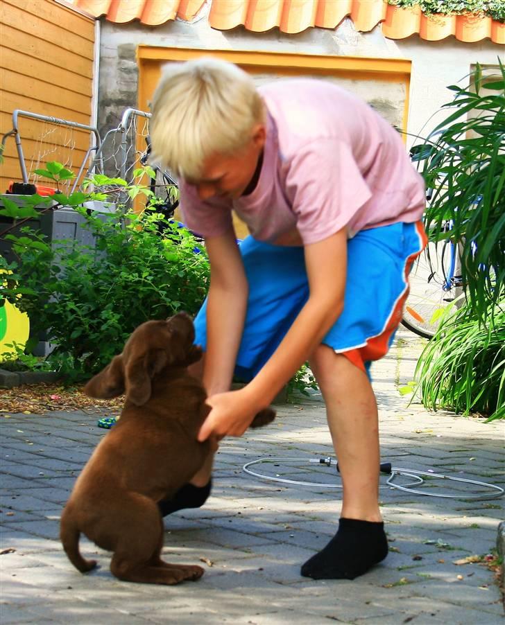 Labrador retriever Maggi - Maggi og Mathias danser og fjoller lidt rundt i gården :) billede 10