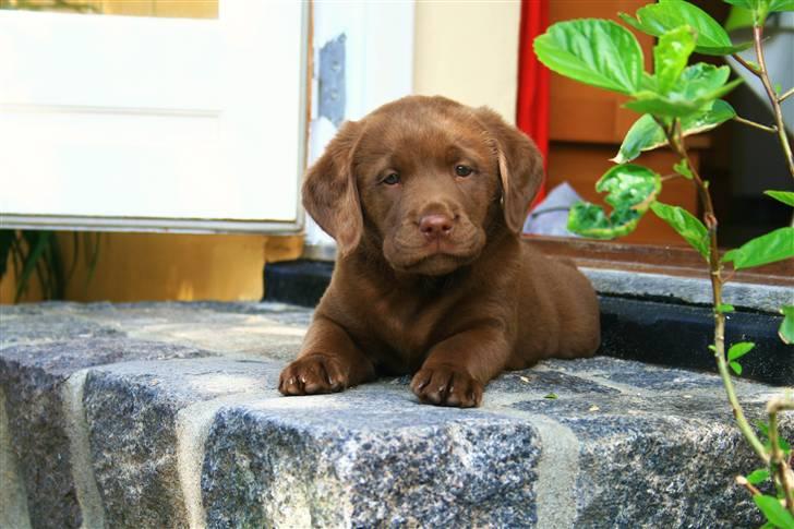 Labrador retriever Maggi - En lille træt ChokoladeLabs  på stentrappen;)<3 billede 11