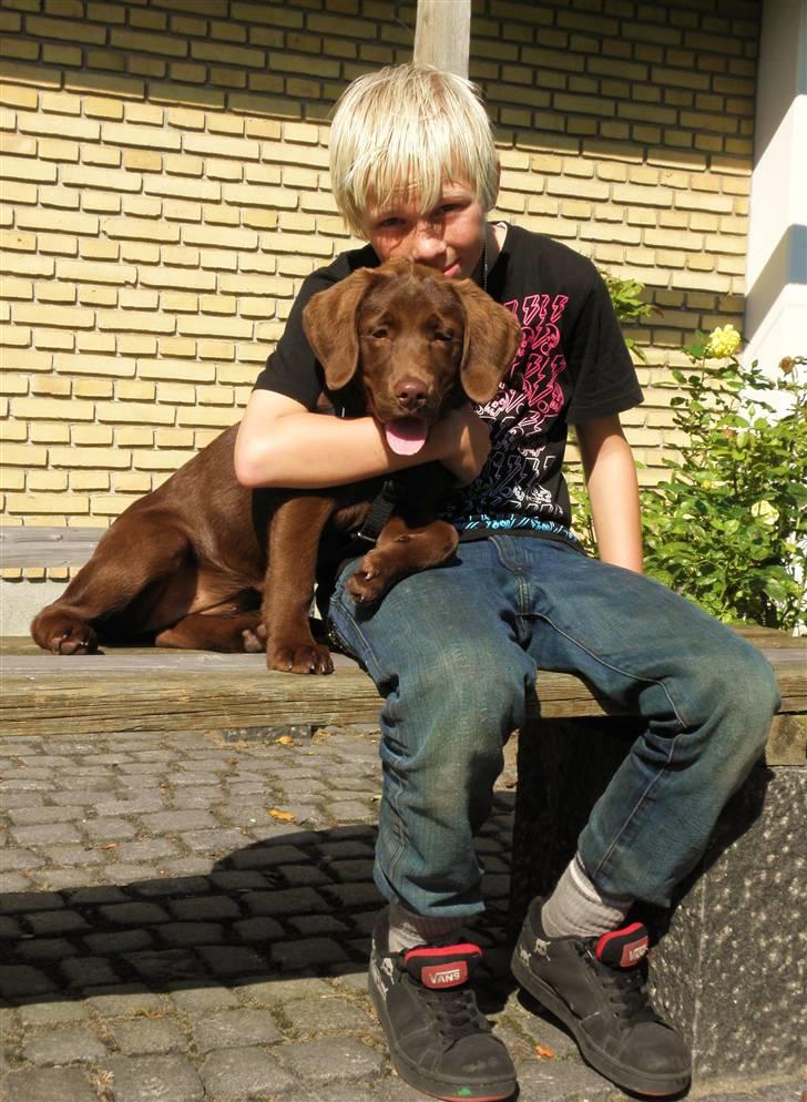 Labrador retriever Maggi - Maggi og Mathias (15 uger gammel) billede 12