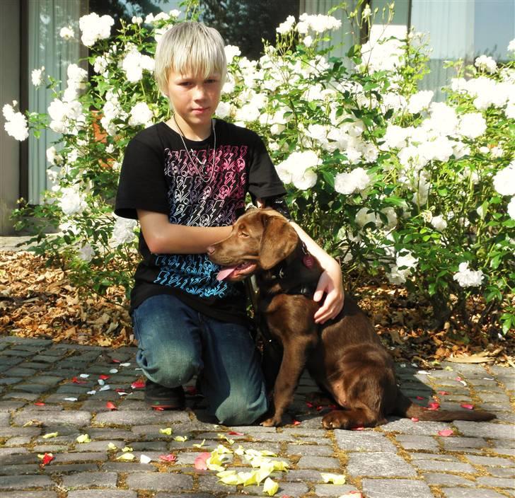 Labrador retriever Maggi - Maggi og Mathias  (15 uger) jah nu er hun ikke så lille mere ;) billede 13