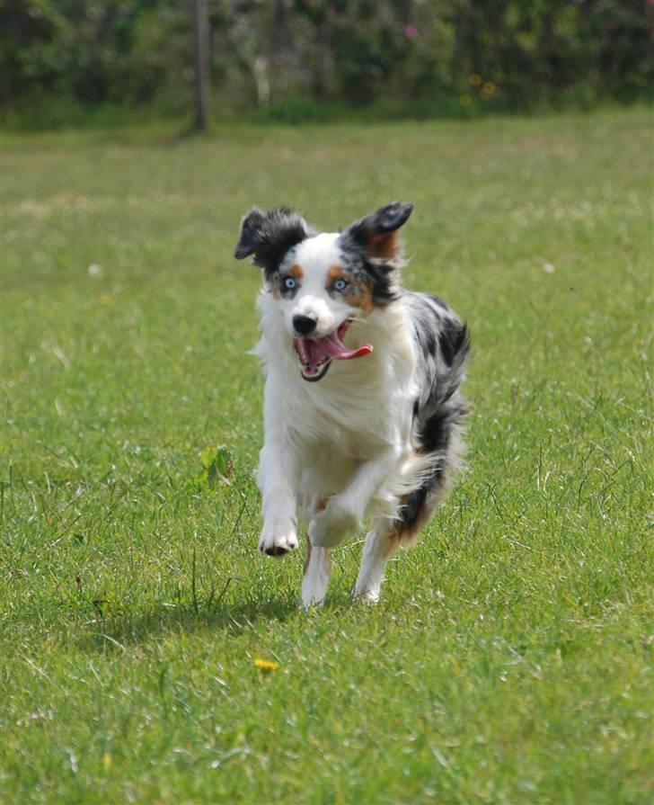 Australian shepherd Gaia billede 9