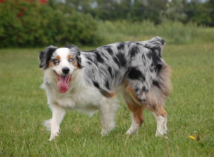 Australian shepherd Gaia billede 10