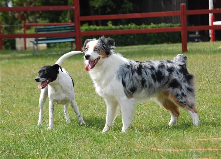 Australian shepherd Gaia - Gaia er lige ude at hilse på mine forældres hund Molly billede 11