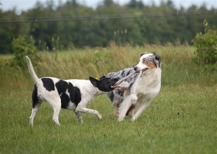 Australian shepherd Gaia - De blev hurtigt gode venner:o) billede 12