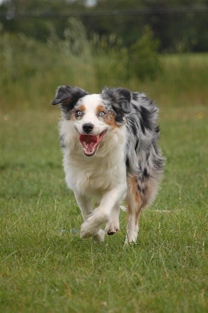 Australian shepherd Gaia billede 13