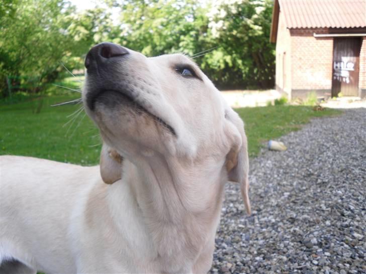 Labrador retriever Bonny billede 11