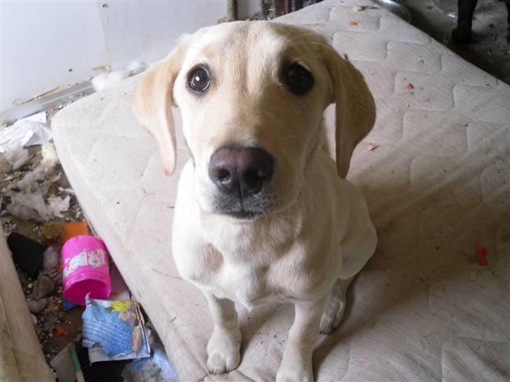 Labrador retriever Bonny billede 12