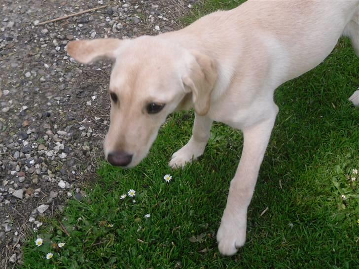 Labrador retriever Bonny billede 13