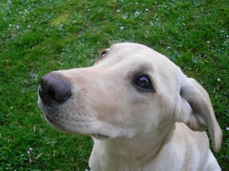 Labrador retriever Bonny billede 14