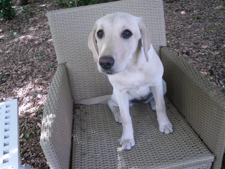 Labrador retriever Bonny billede 15