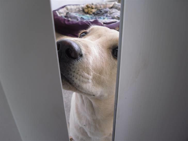 Labrador retriever Bonny billede 16