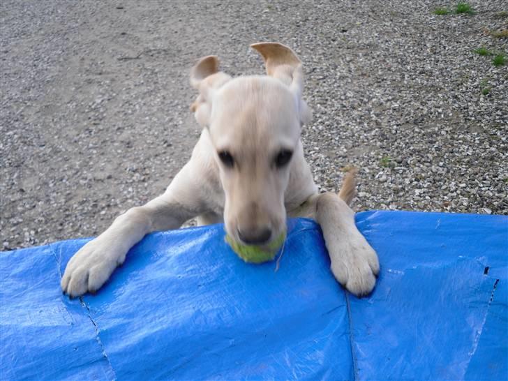 Labrador retriever Bonny billede 17