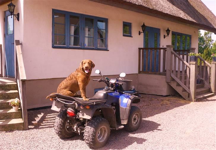 Chesapeake bay retriever Junior - Crosser kører ikke uden Junior billede 1