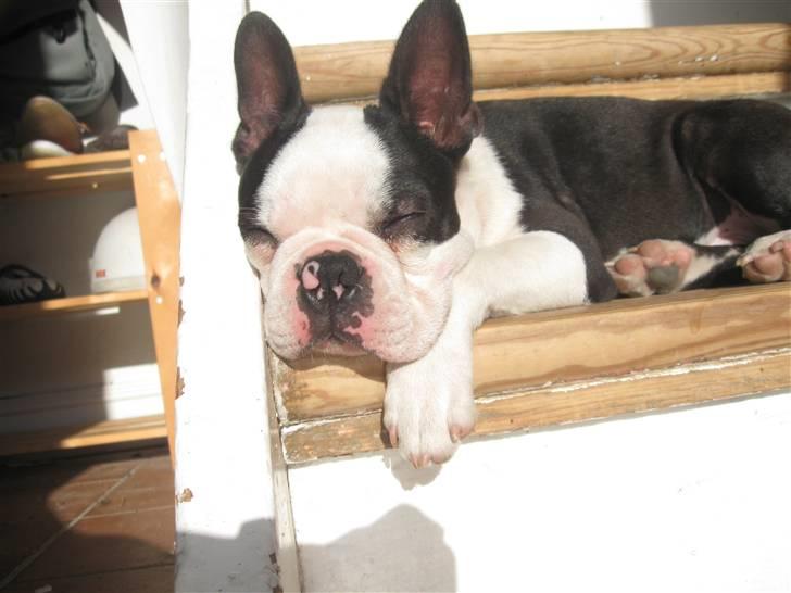 Boston terrier Georgi billede 12